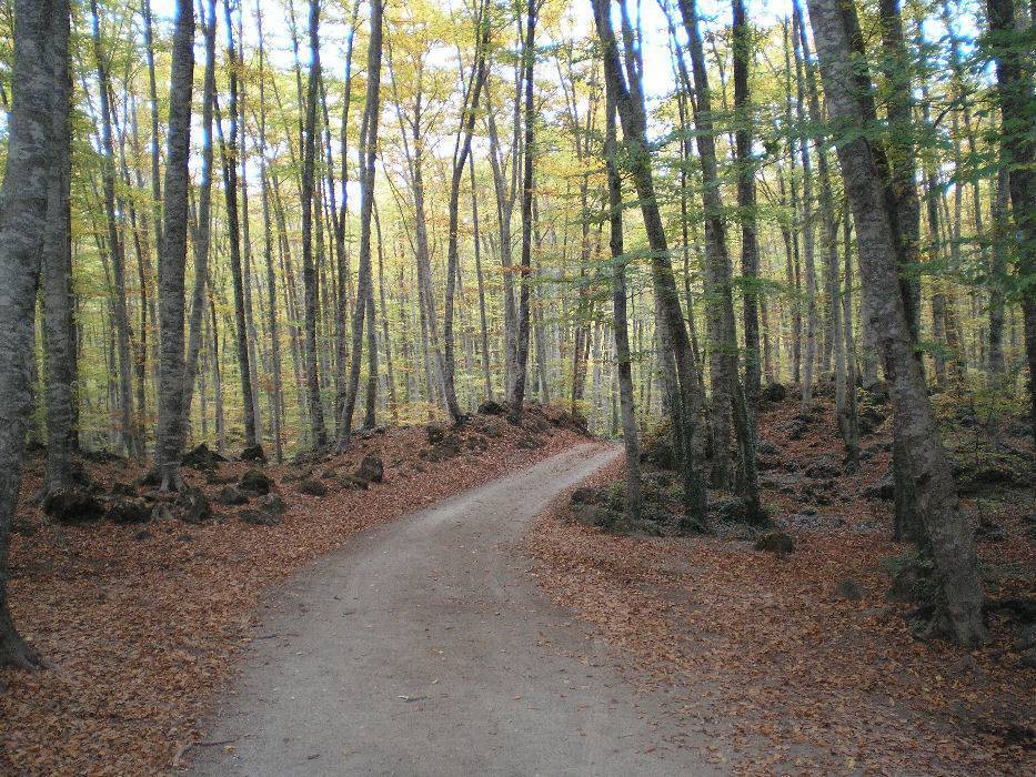 10-fageda.jpg