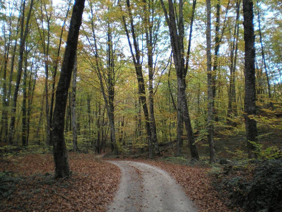 12-fageda.jpg
