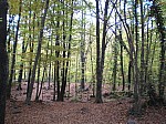 09-fageda.jpg