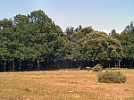 22-vivers.jpg