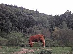 15-can-tia.jpg 15-can-tia.jpg