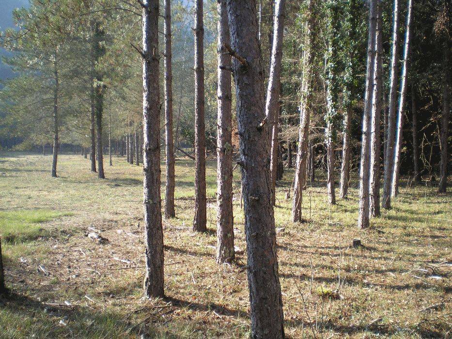 14-sadernes.jpg