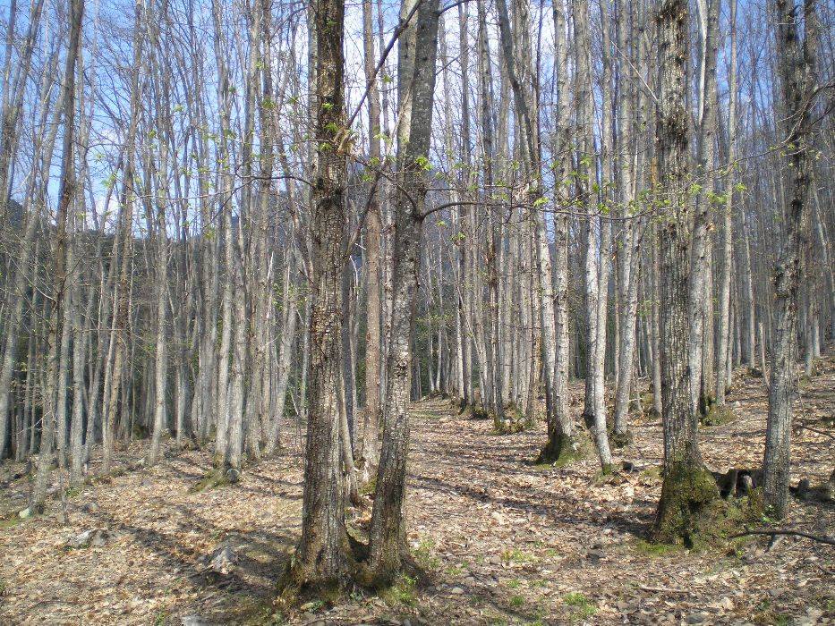 08-castanyeda-plana.jpg