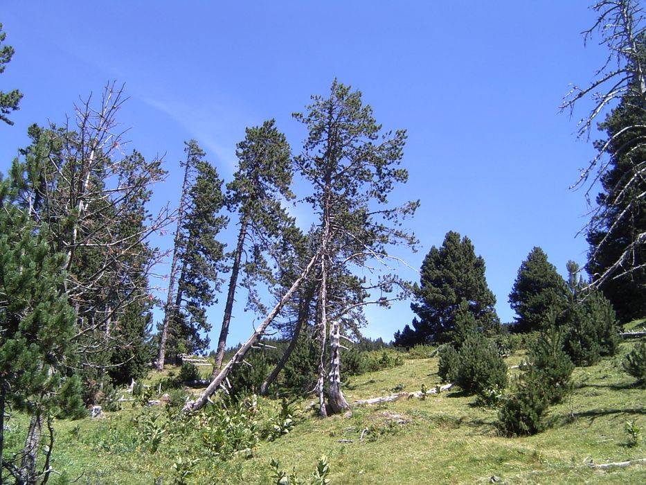 12-balmeta.jpg