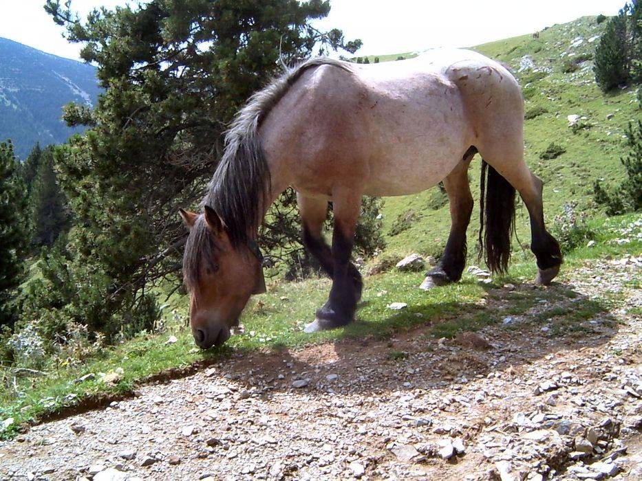 15-serrat-balmeta.jpg